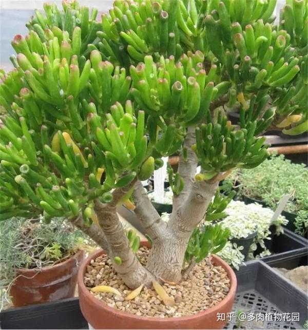 养好吸财树 这四个方面你得注意 知乎