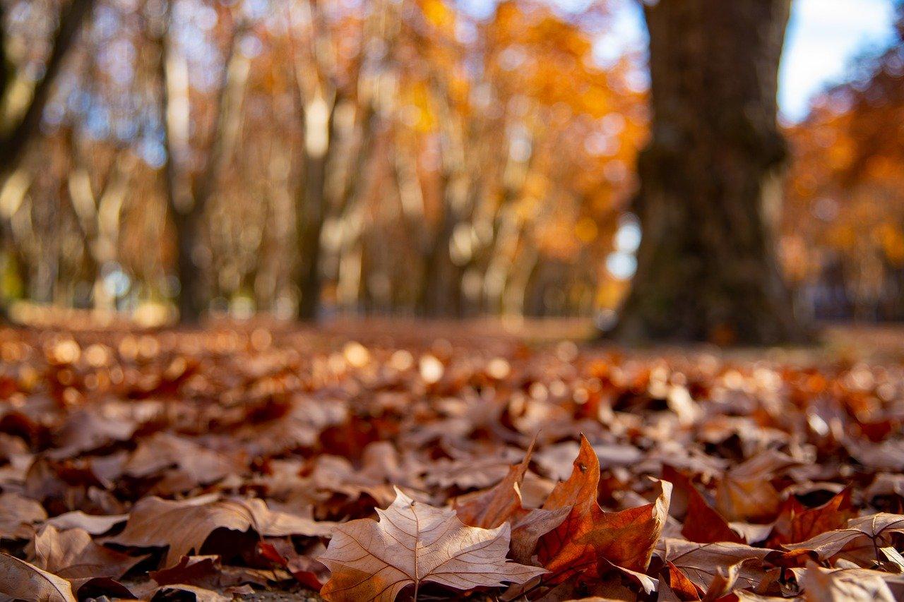 桑树什么时候落叶