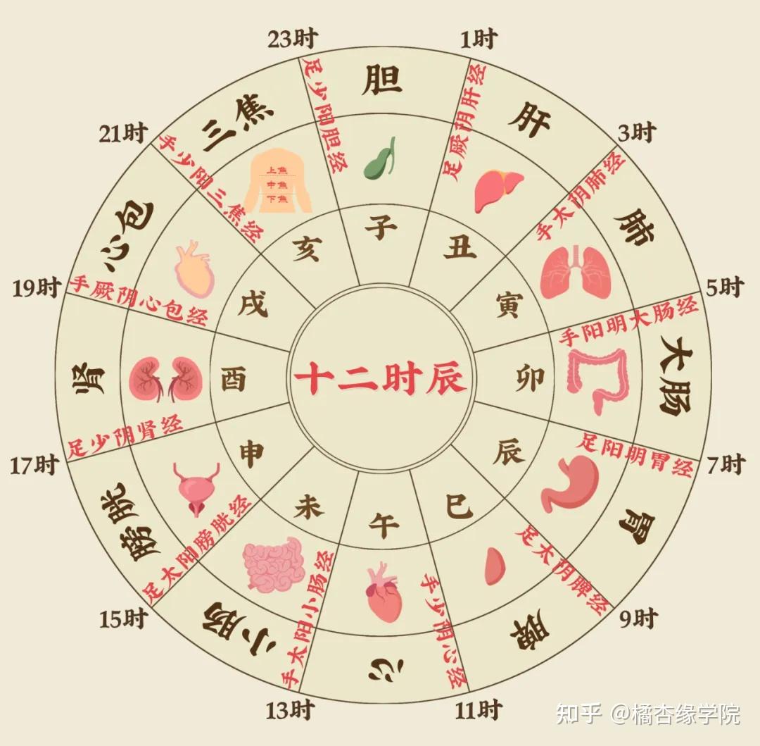 【十二时辰养生法】超全合集!老祖宗的养生智慧,现在照着做,五脏六腑都养好 - 知乎