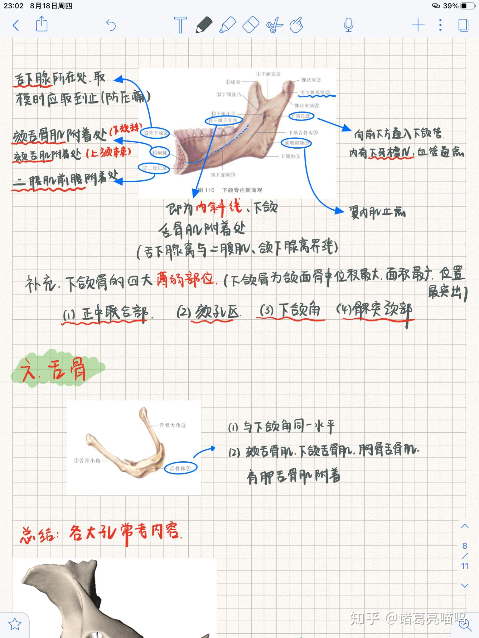 口腔解剖生理学笔记丨颌面部骨 - 知乎