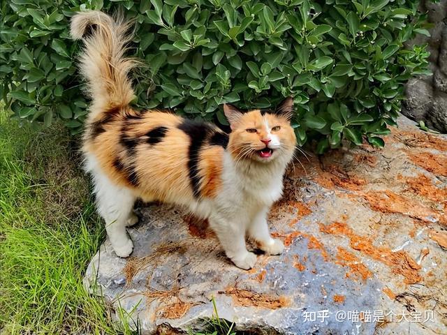 很多人嫌弃的“三花猫”，为什么被称为猫界的女神？ - 知乎
