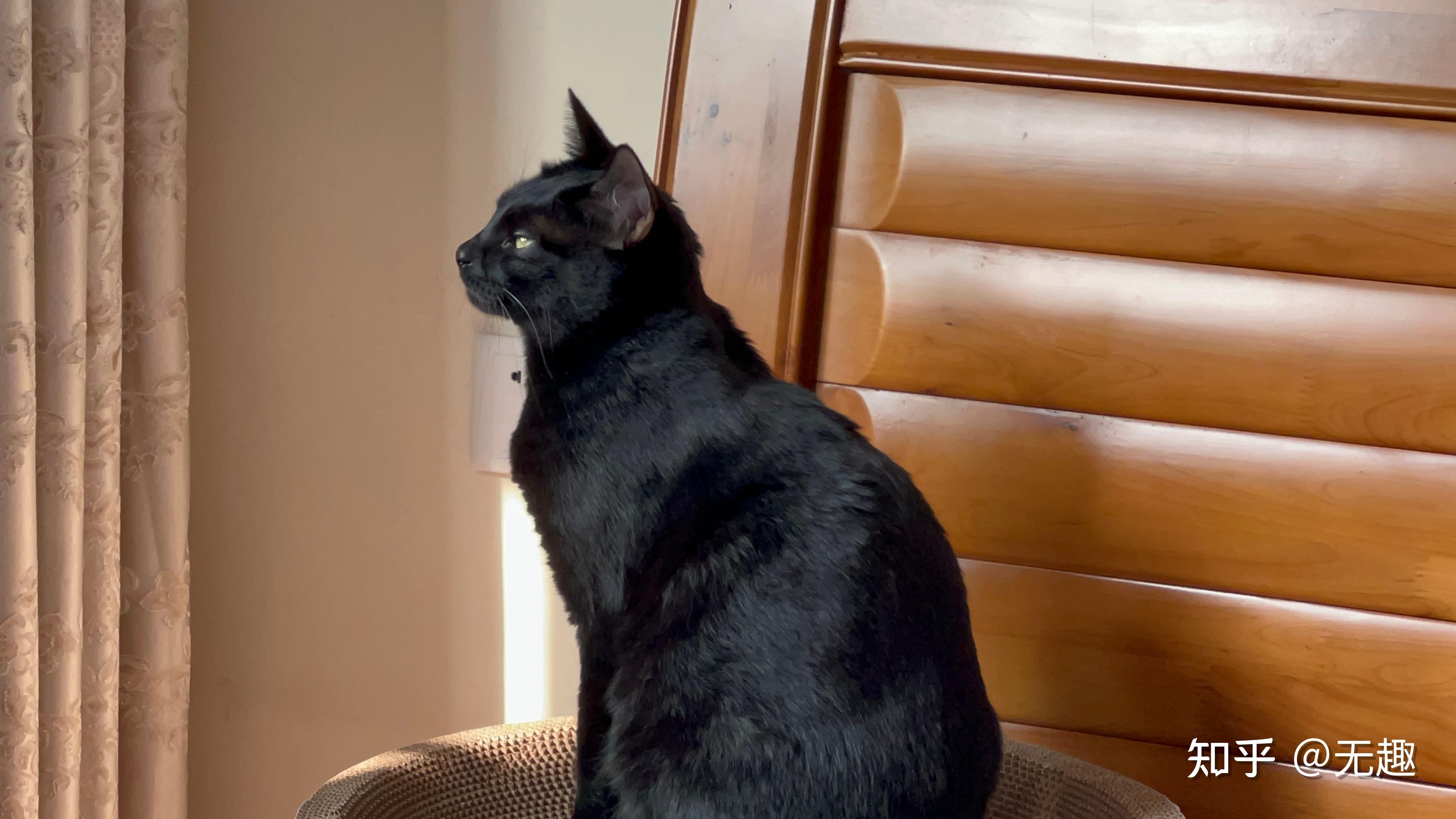 可以看一下你们的猫咪侧颜嘛?