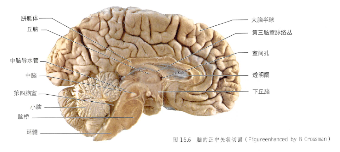 下丘脑核团模式图图片