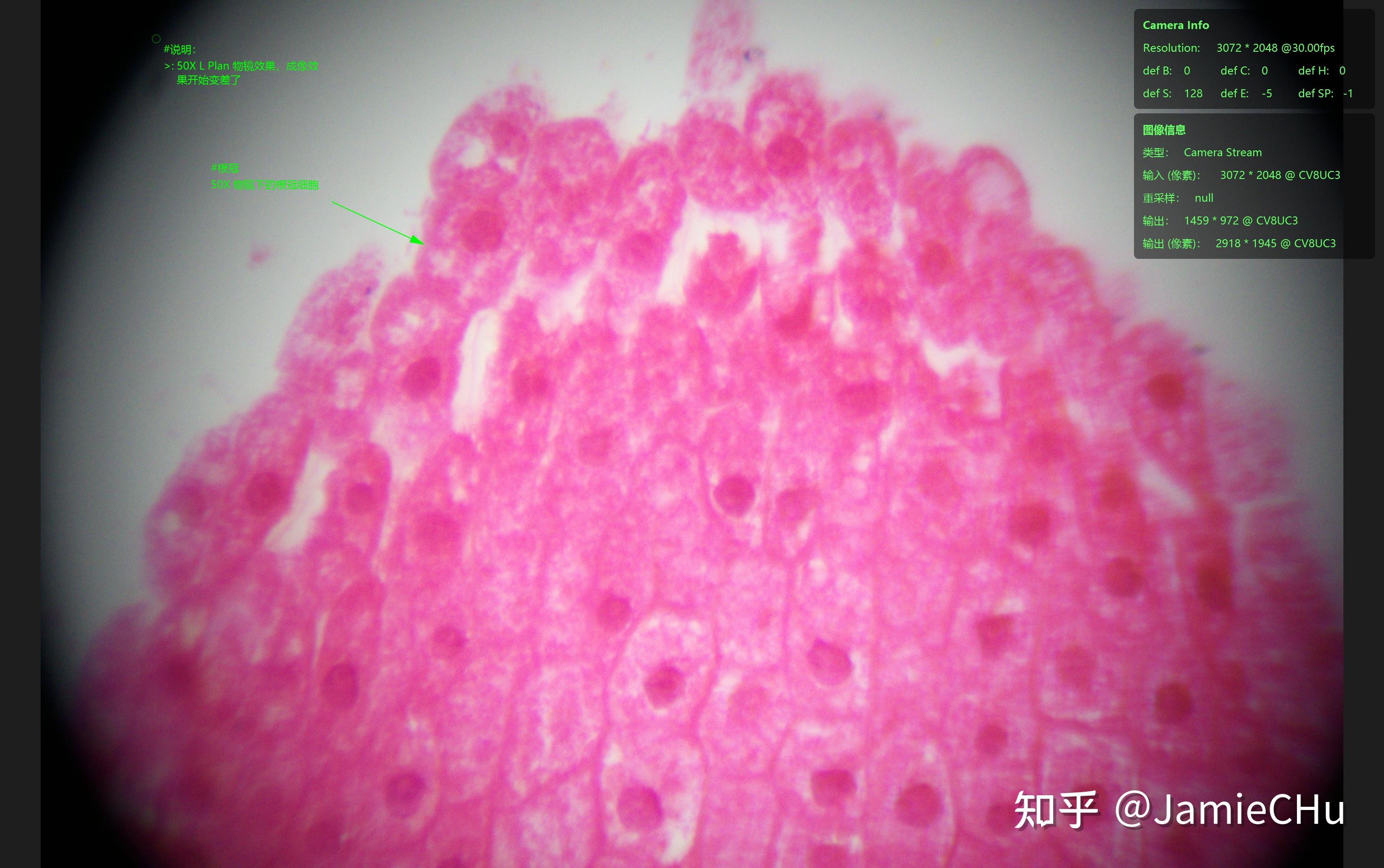 显微观察-实操看一组植物根尖纵切 - 知乎