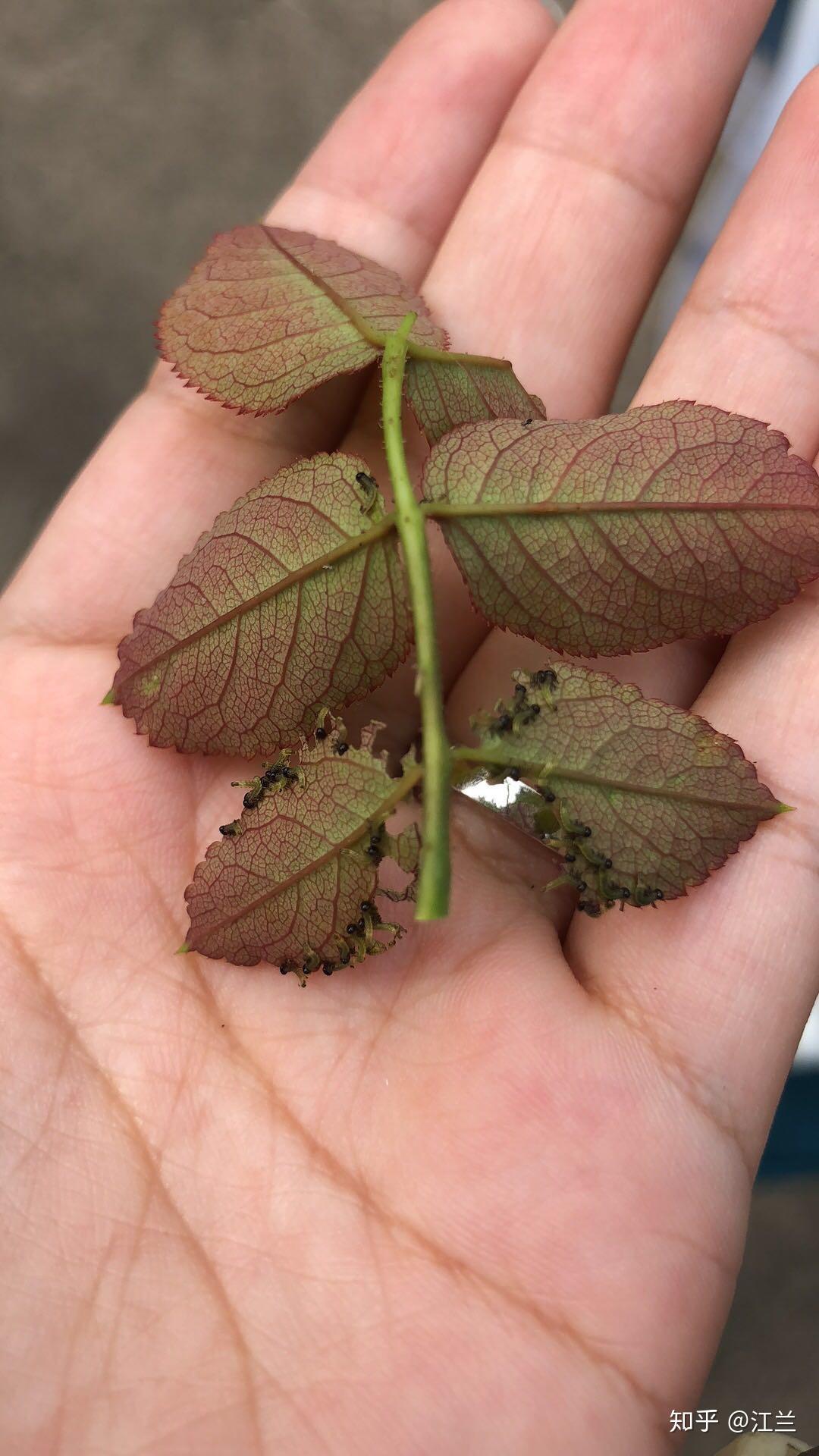 月季叶子被一排排小青虫啃了怎么办