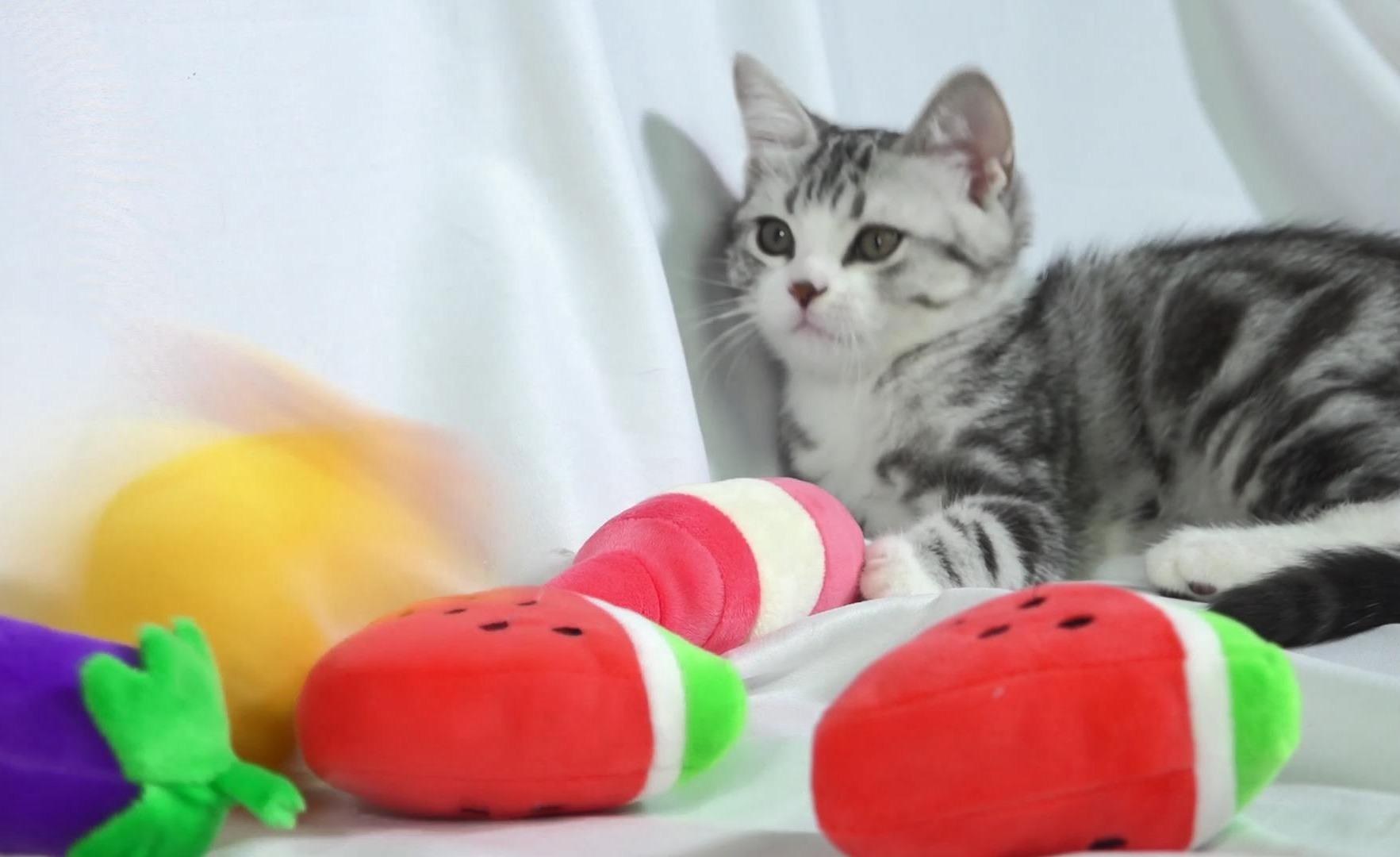 猫咪喜欢咬主人手怎么办