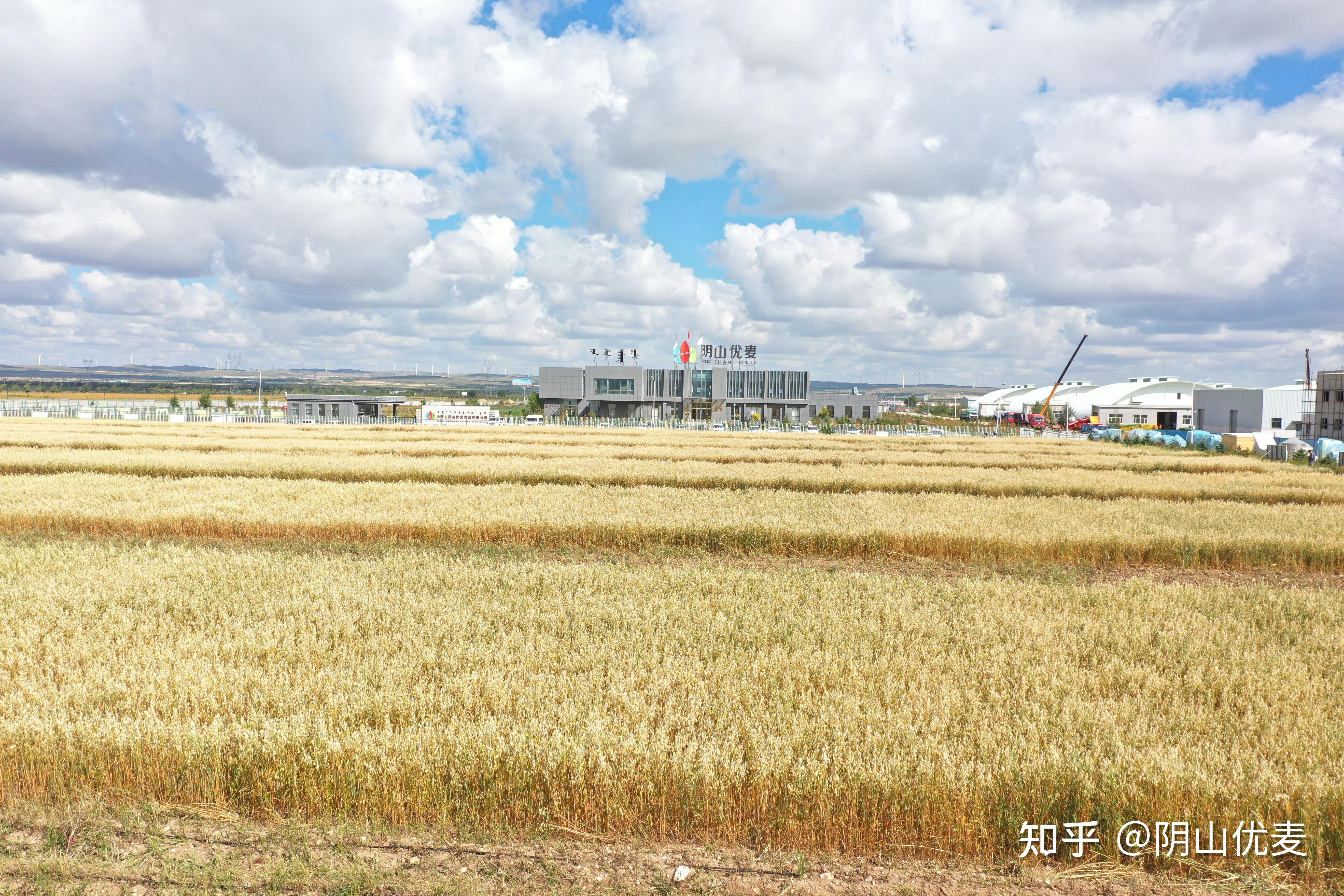 从1粒种子到10万亩有机燕麦田