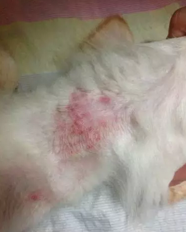 如何诊断及治疗猫皮肤病 知乎