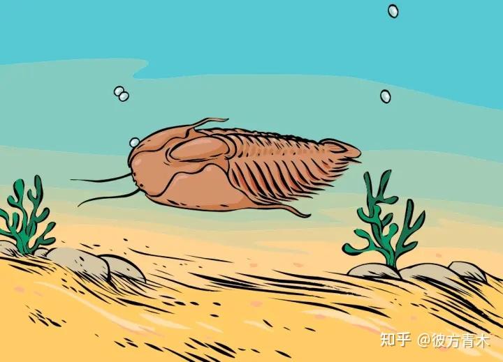 扫地如果把扫地机器人看做是一个勤勤恳恳吃垃圾的三叶虫的话,那么