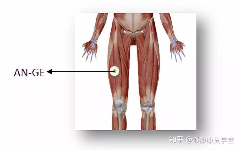 fm肌骨筋膜手法可處理的問題之膝關節疼