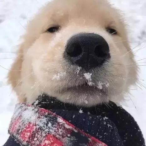 怎么看康巴汉子丁真的爆火