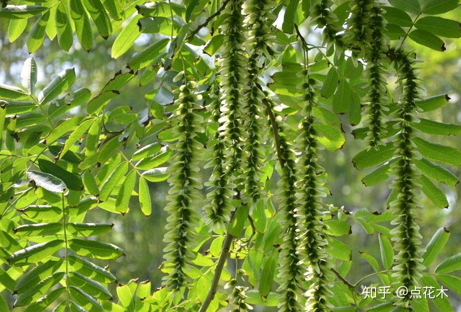10种药用价值极高的树种,浑身上下都是宝啊! - 知乎