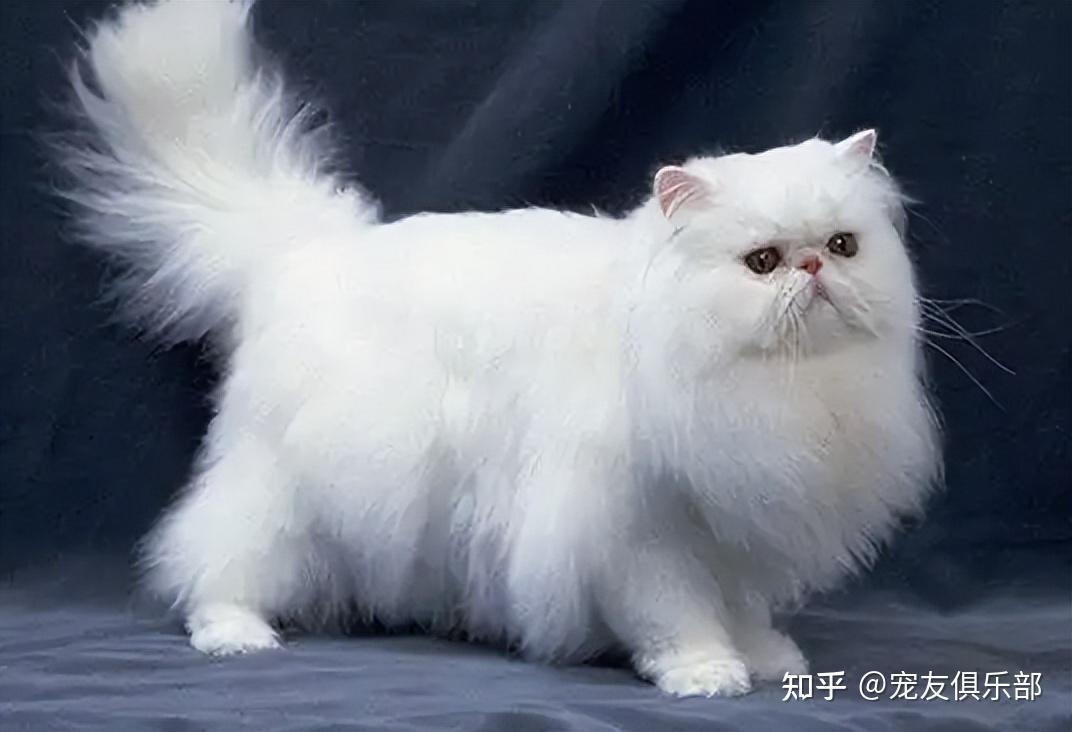 72种猫咪品种大全图片及介绍1｜猫咪品种知多少？看看你都认识哪些猫？ - 知乎