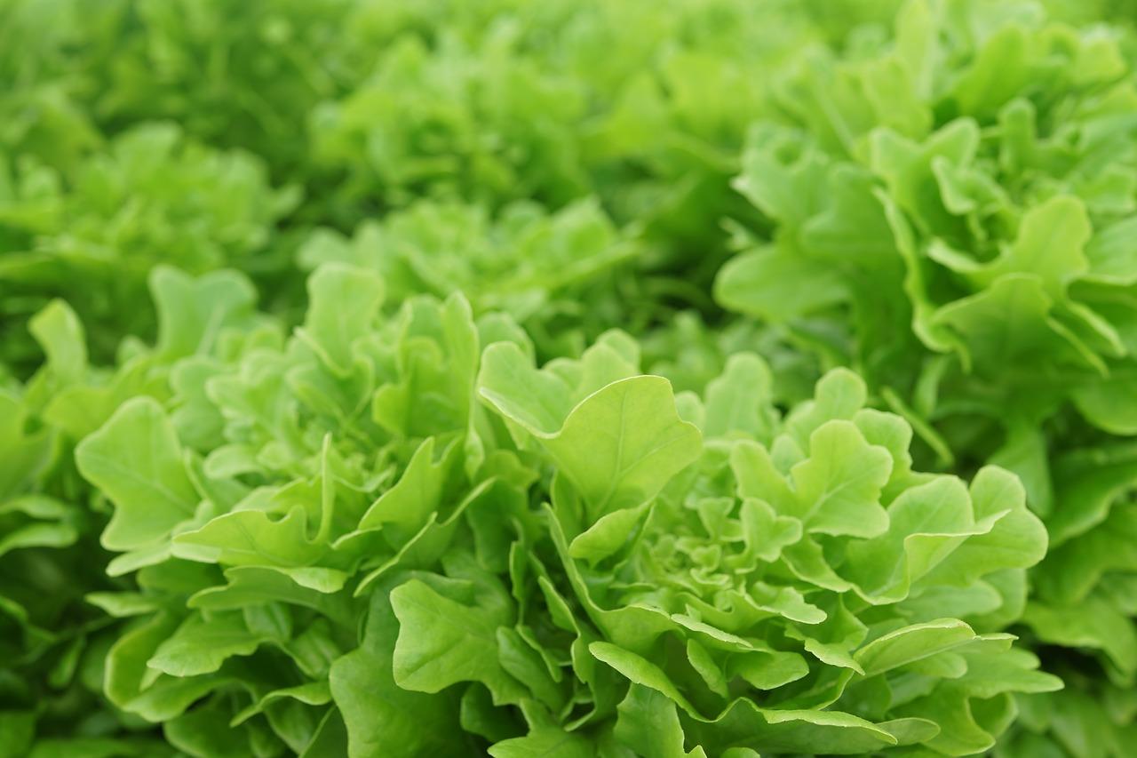 这个季节种植什么菜好