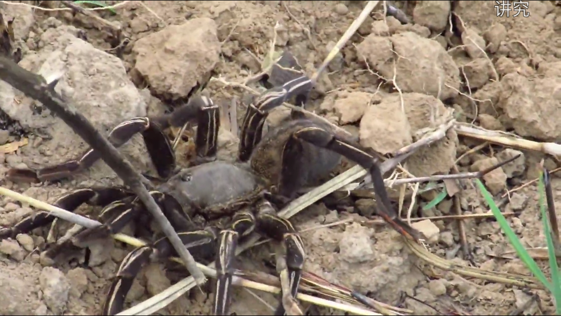 讲究是什么梗? 弹幕中过于频繁地刷梗导致人