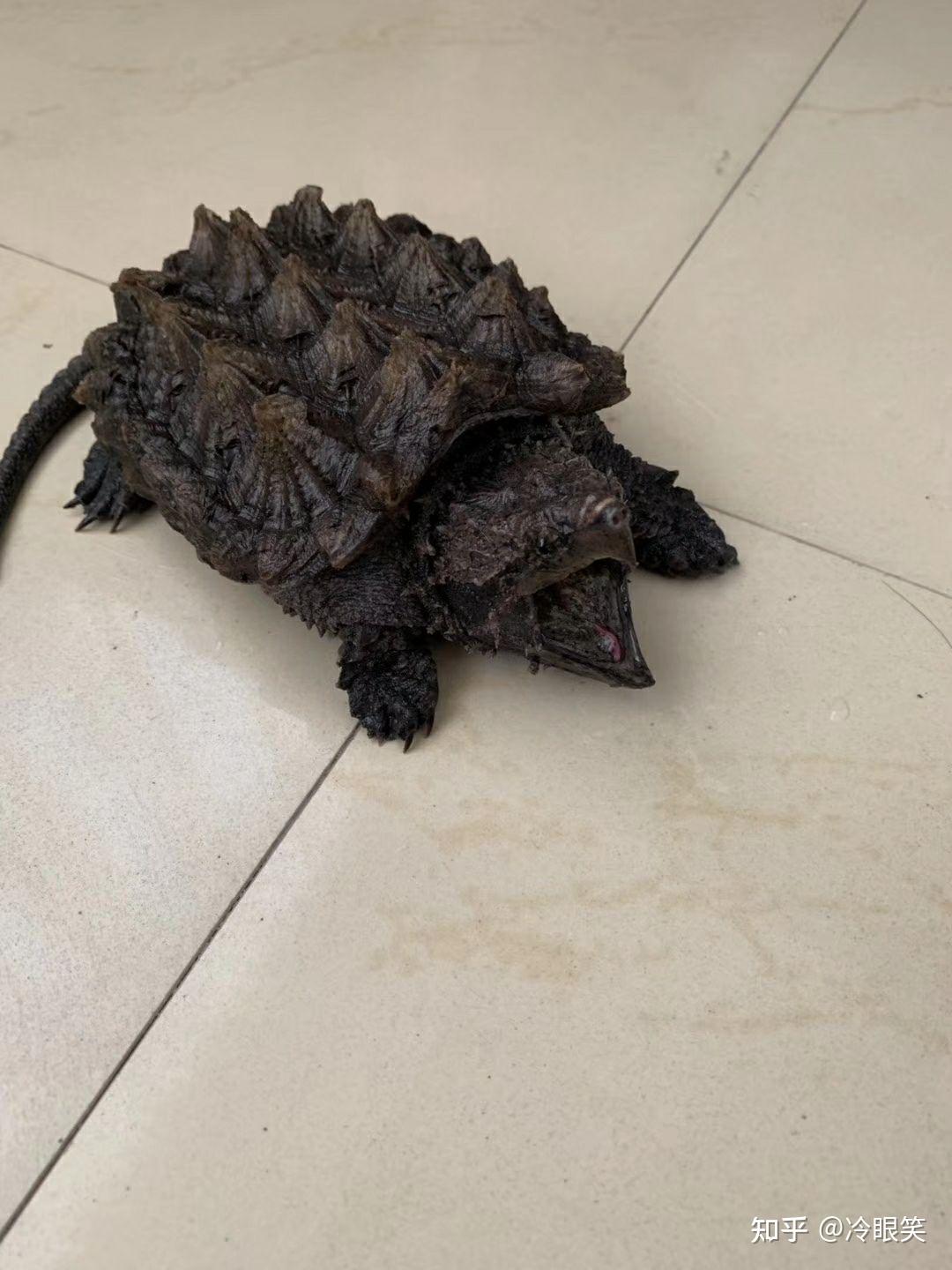 喜欢佛鳄大鳄龟的可以关注我