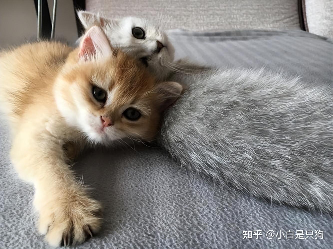 养猫还能治病?养猫的这几个好处,让你大开眼界! - 知乎