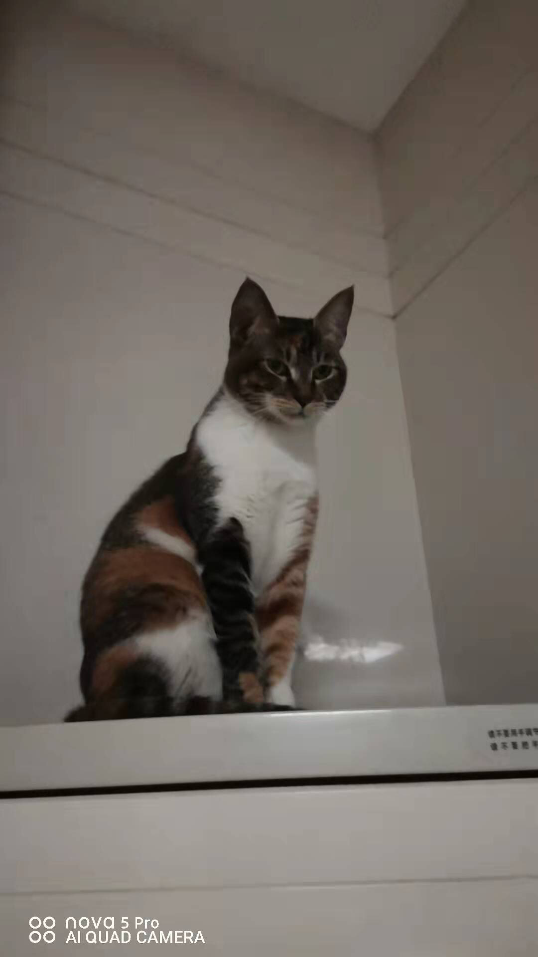养雀猫(麻猫)是一种怎样的体验? - 知乎