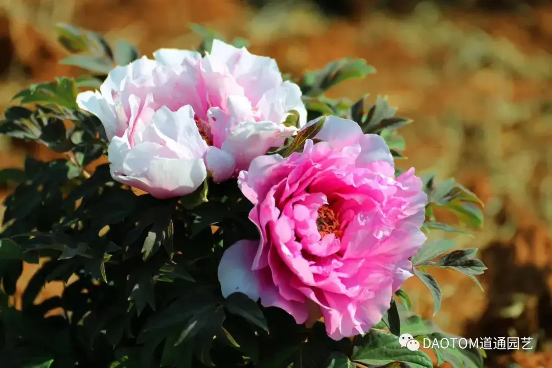 曾经的宫廷花现在家家能养牡丹秋天养护的时间正正好