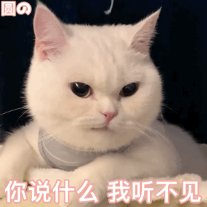 怎么让猫听话？让猫听话的经典好用方法 - 知乎