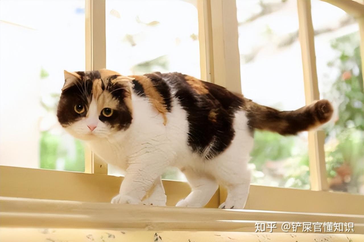 “猫界美人”三花猫,有这么多优点,而且还会招财? - 知乎
