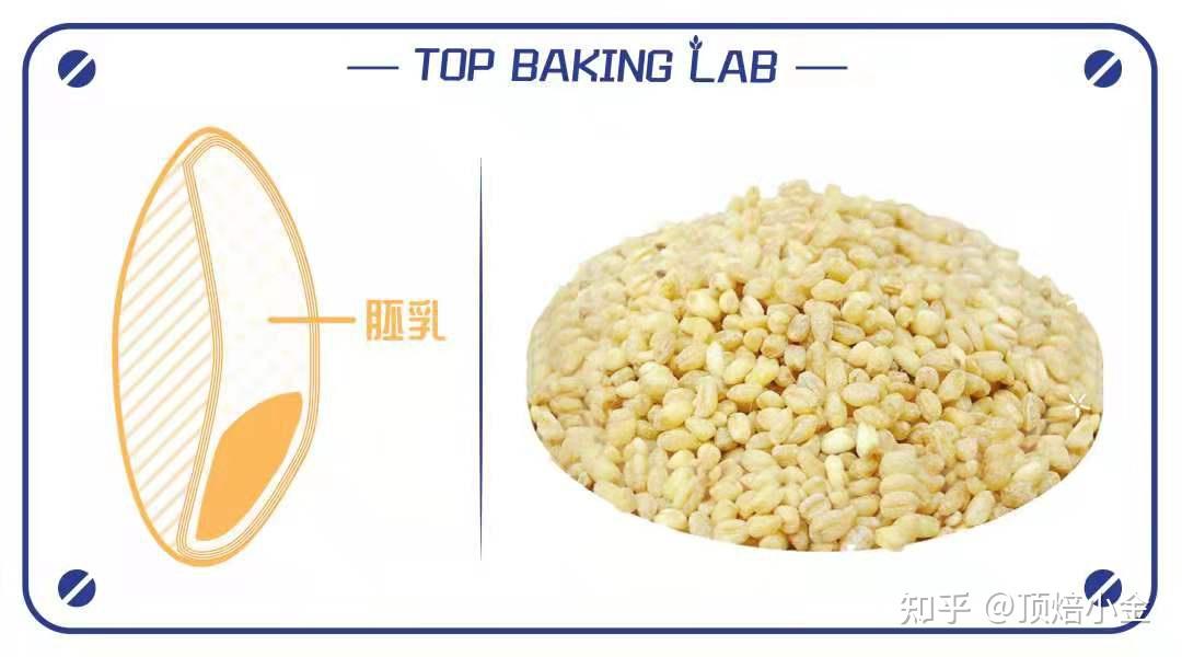 想学面包,先认识小麦的结构 - 知乎
