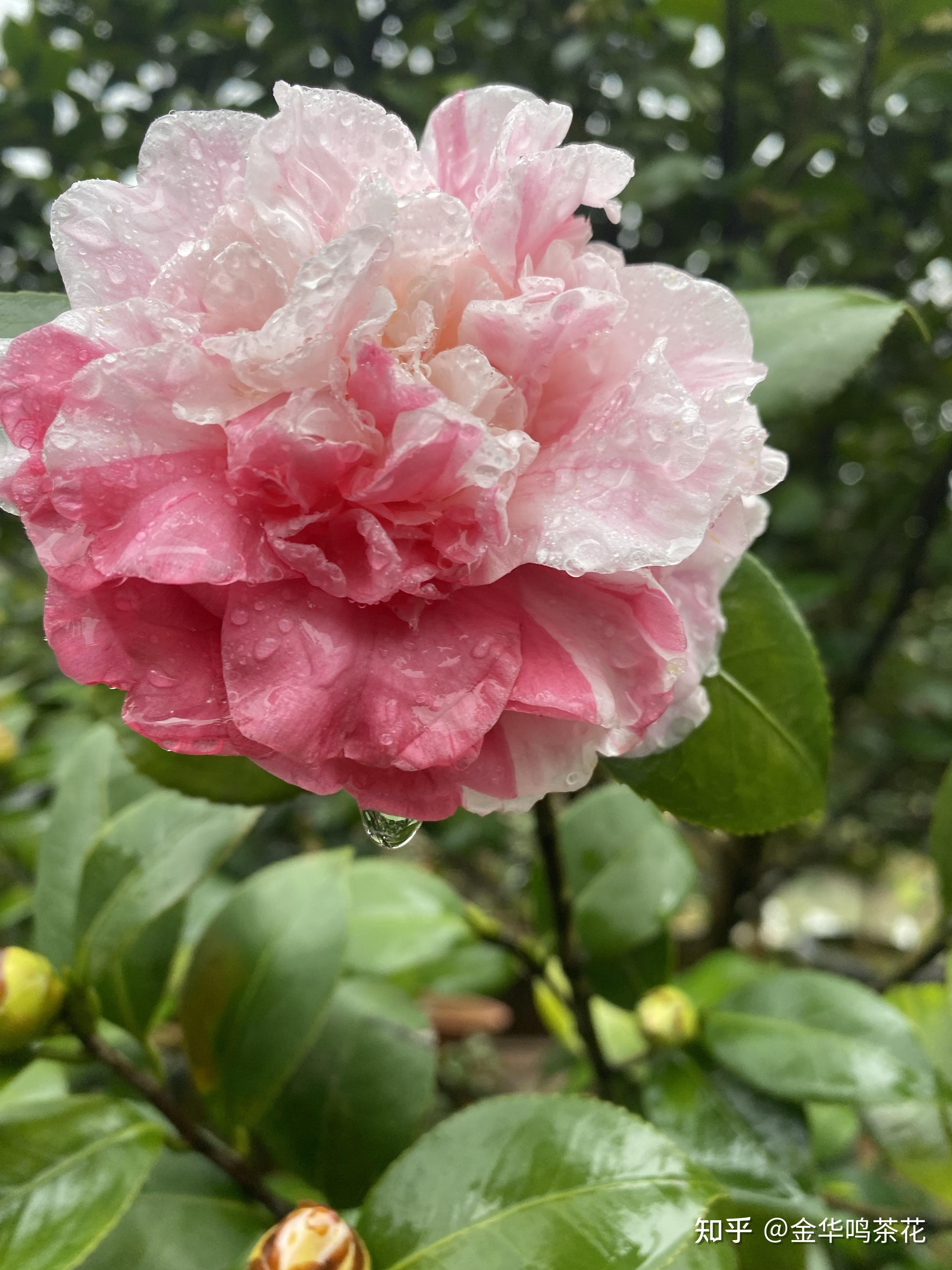 花宝珠茶花开了