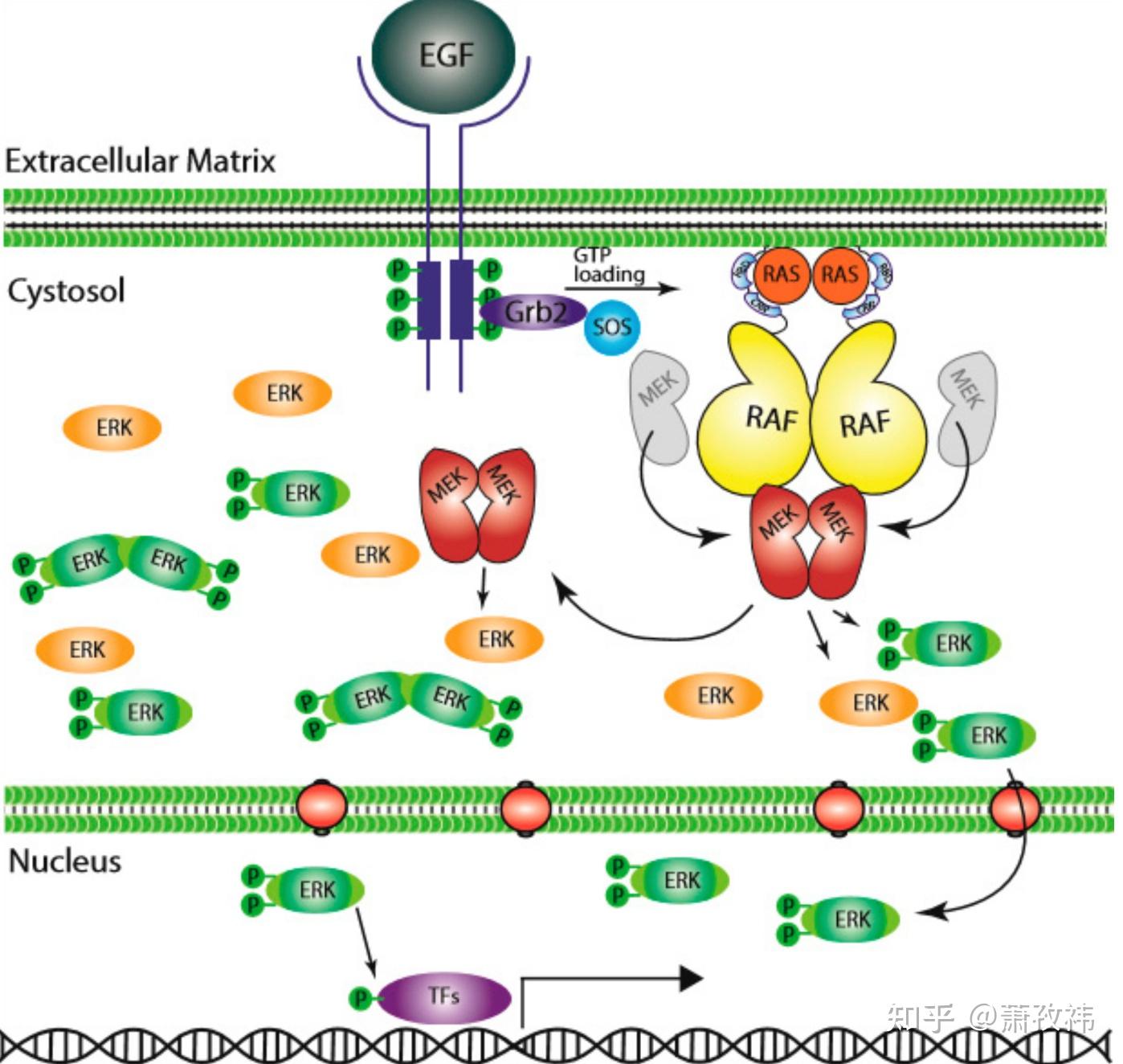 经典且复杂的细胞信号通路：RAS/RAF/MEK/ERK - 知乎