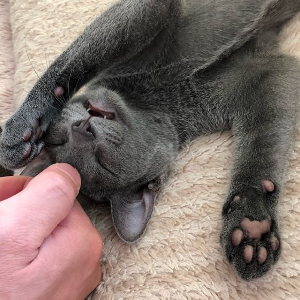 吸猫大会俄罗斯蓝猫モモ