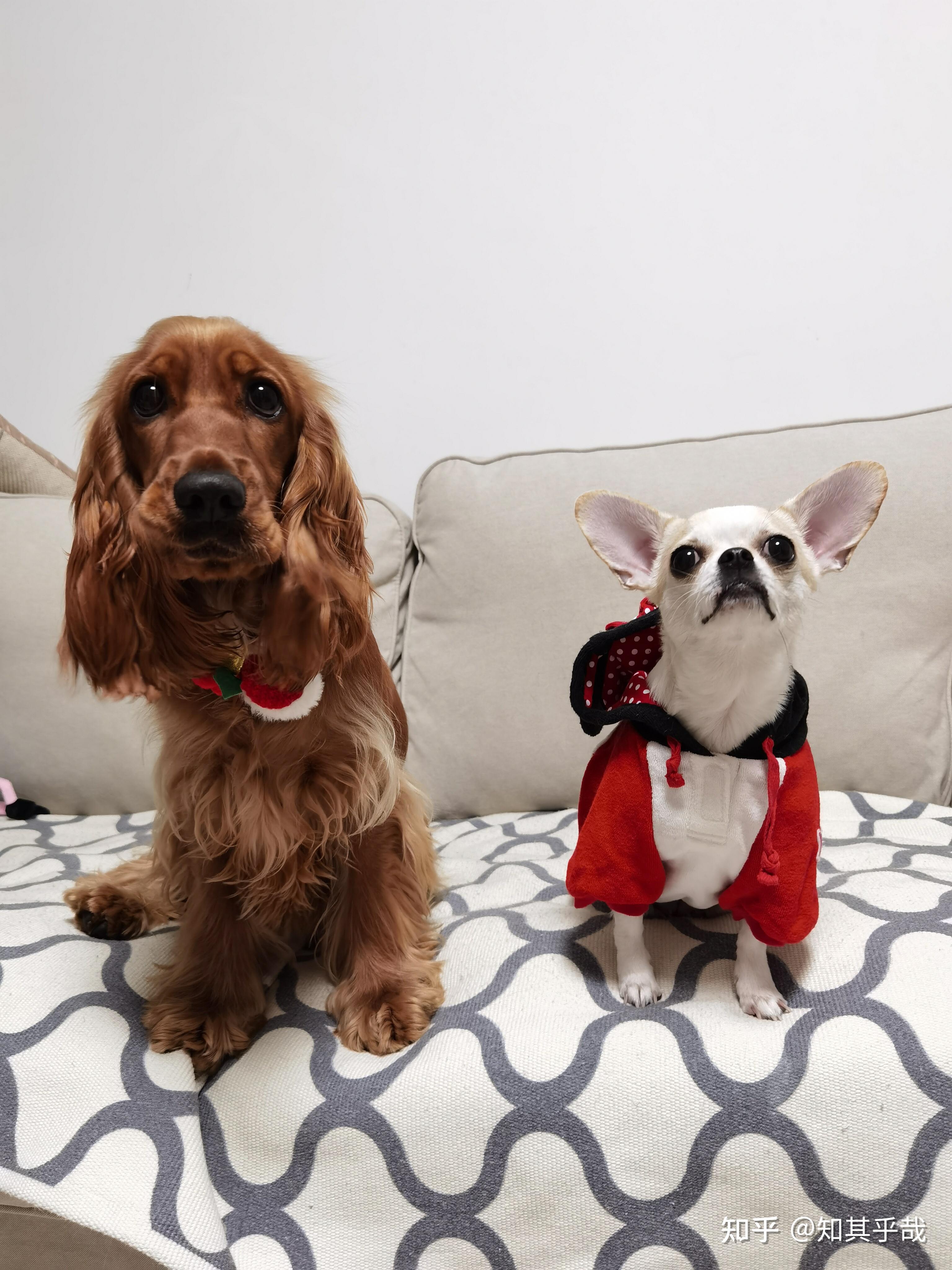 我家英国可卡从小到大的样子1