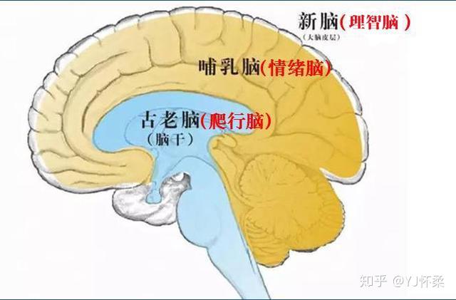 大脑结构神经学专家保罗·麦克里恩提出假设,人的大脑分为外中内三层