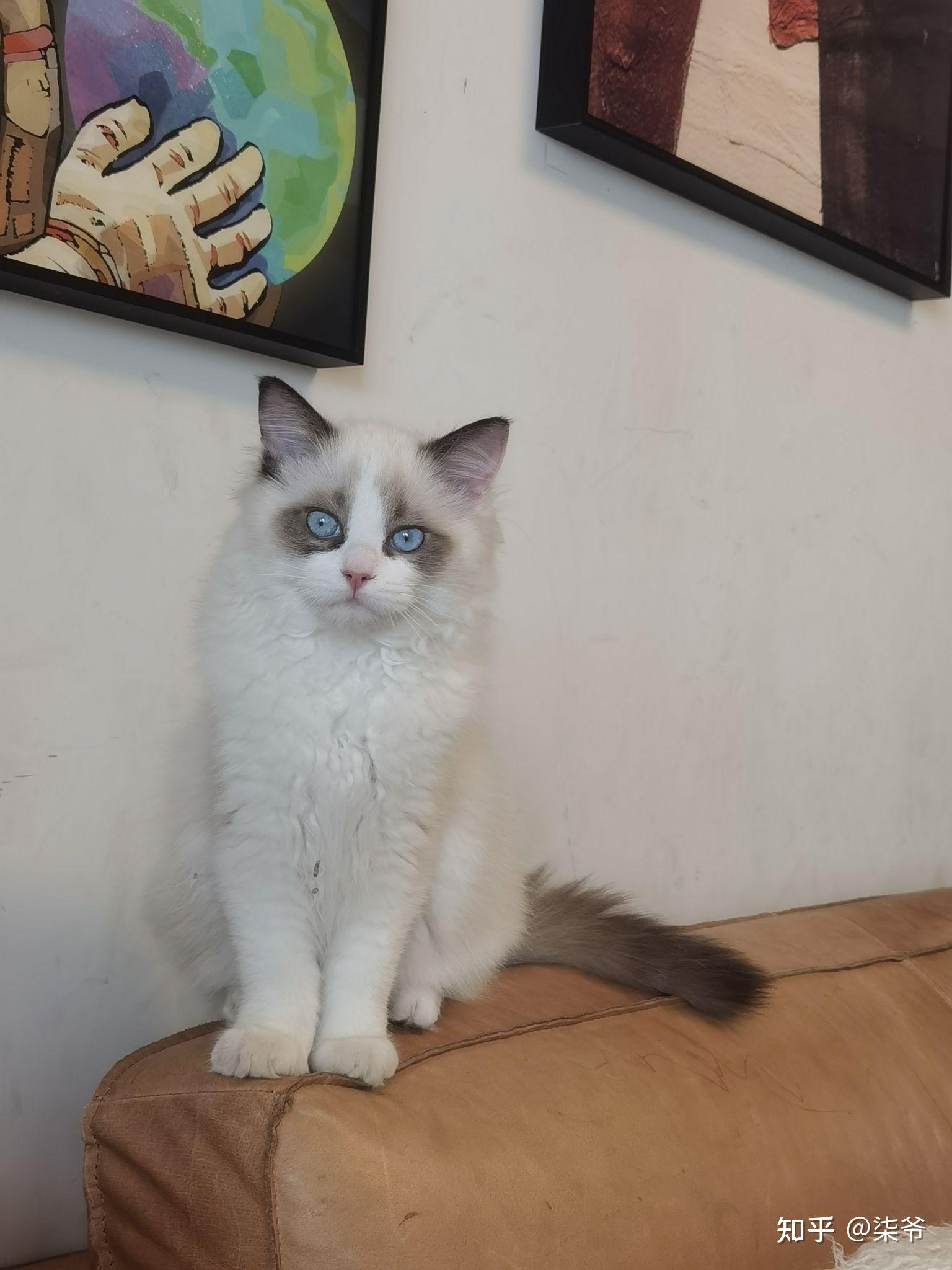 这只布偶猫品相是不是很差劲