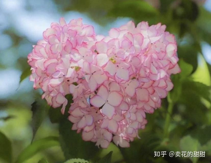 鲜切绣球花养护的四大细节