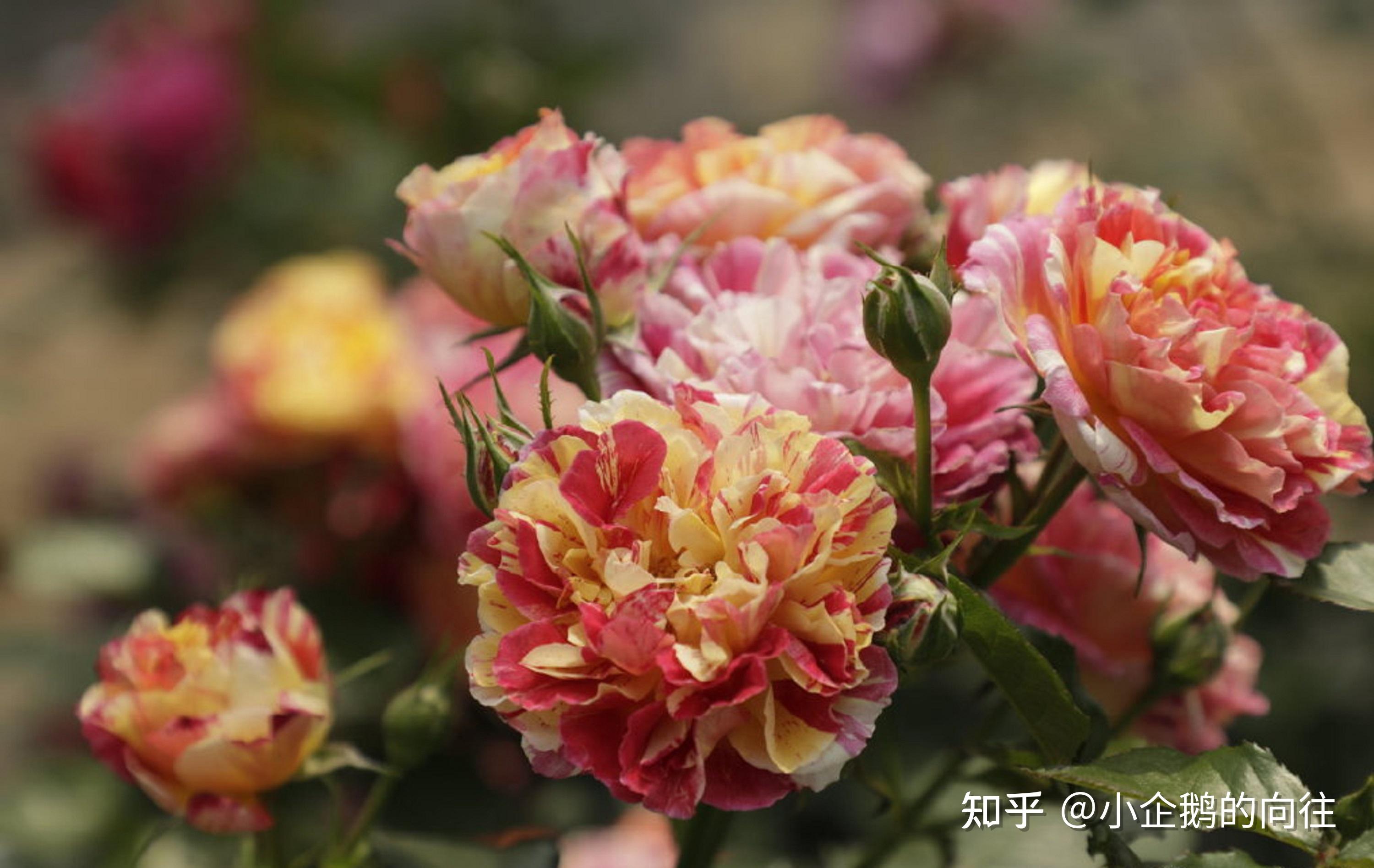 红黄双色条纹月季跳脱的色彩来给冬日一点热闹的气氛吧