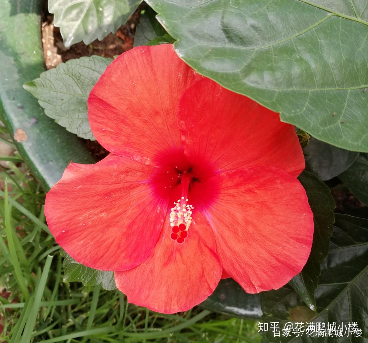 朱瑾花——花大艳丽又皮实耐晒 - 知乎