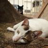 猫咪尿血是怎么回事？ - 知乎
