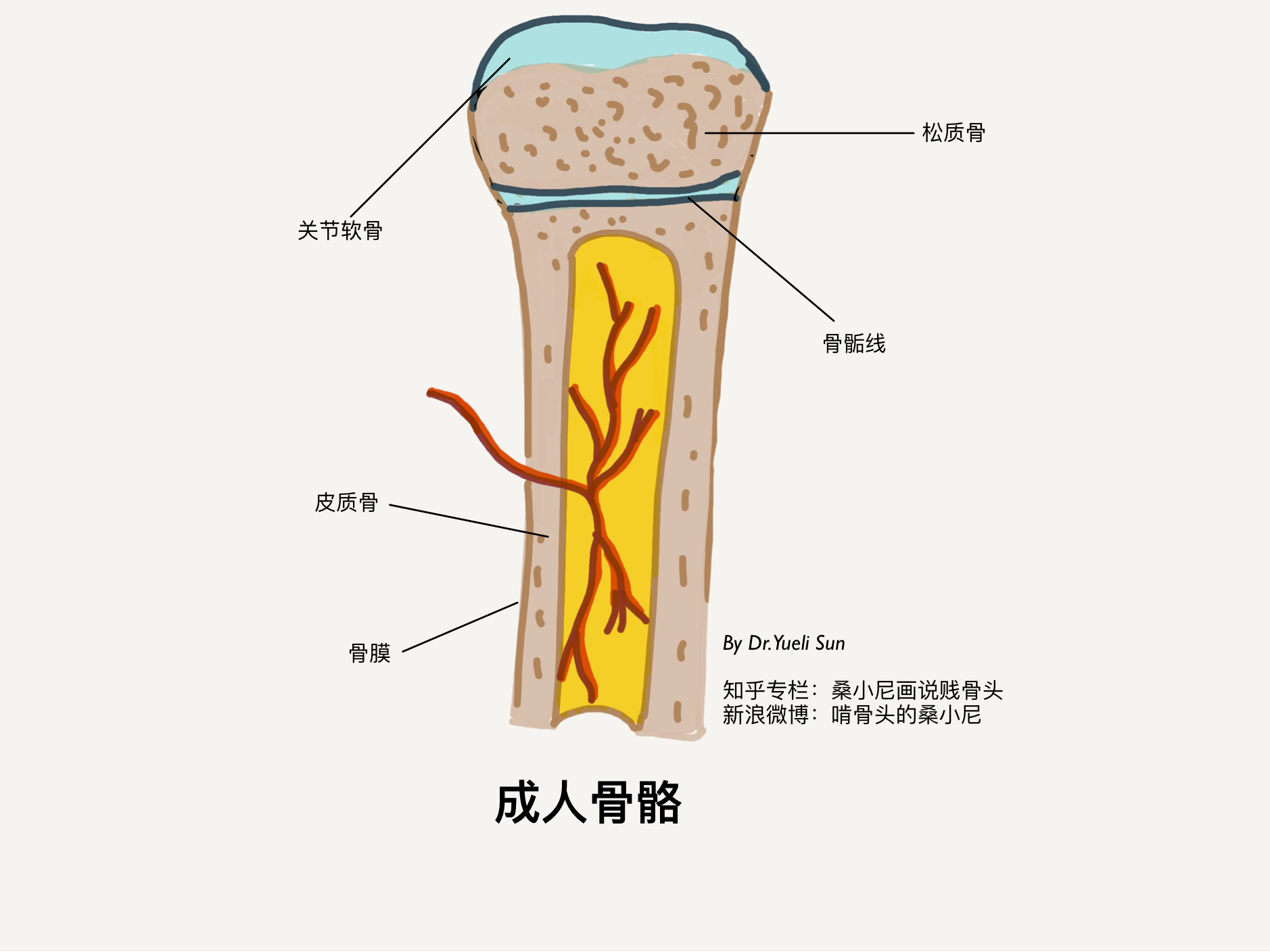 骨骺示意图图片