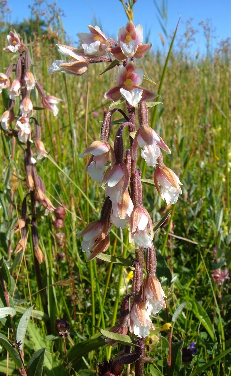 花城为什么而死