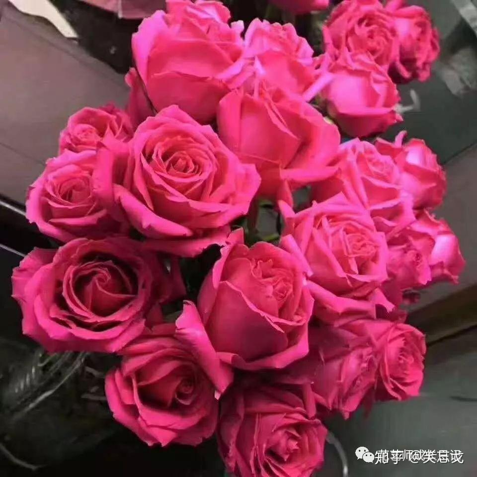 5款桃红色系列玫瑰品种介绍,每一款都是最优雅的颜色! - 知乎