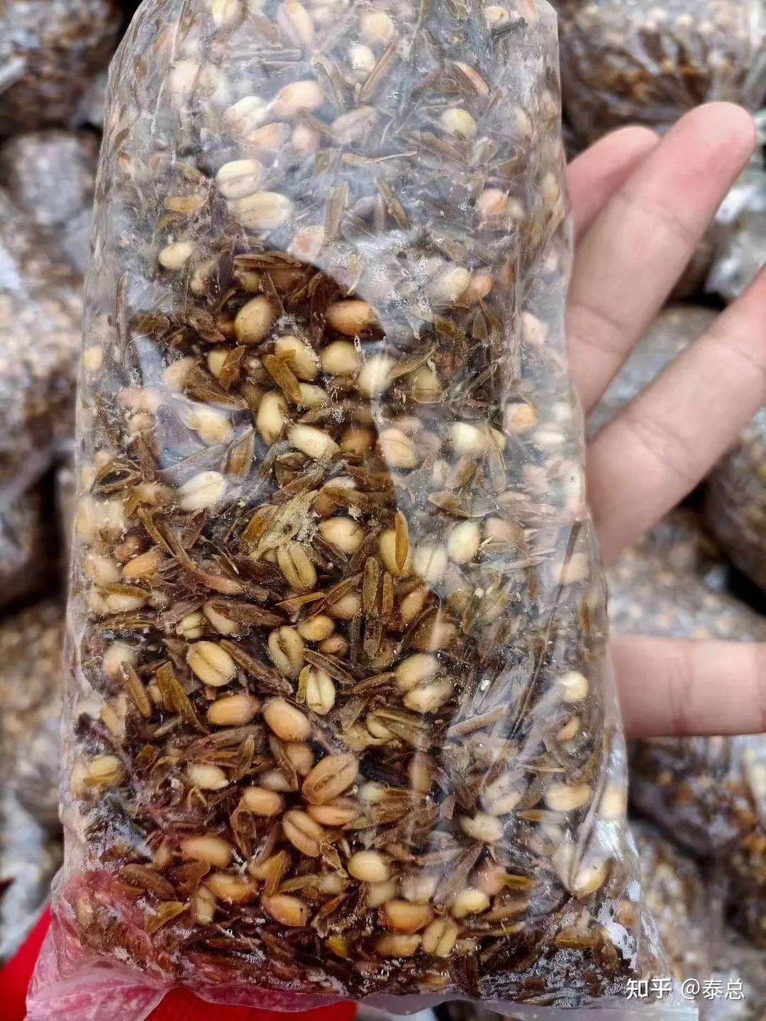 羊肚菌菌种选择及注意事项羊肚菌种植最关键环节之一