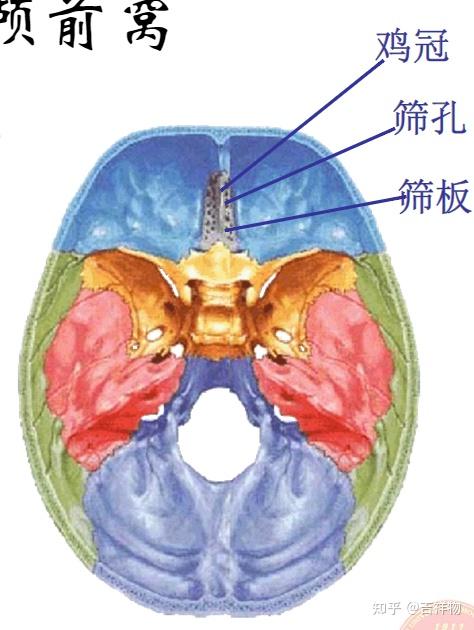 系统解剖学笔记1-颅骨 - 知乎