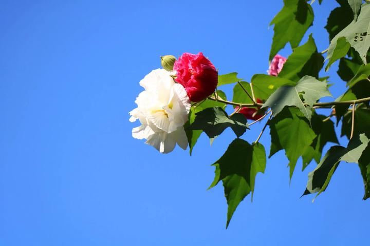 芙蓉花开 一日三色 知乎 芙蓉花开 一日三色 知乎