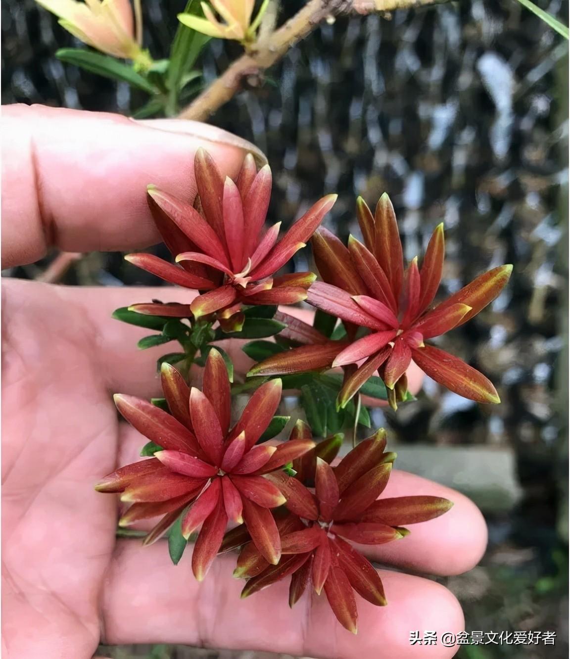 小叶红芽罗汉松,听说是镇宅佳品,价不高又美观,快种起来 - 知乎