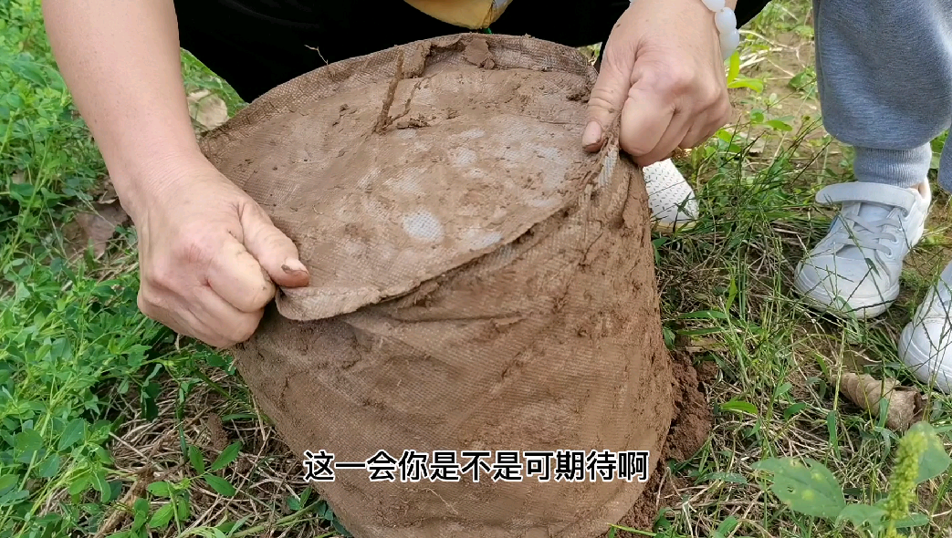 种了70天的金蝉无树奶草养殖金蝉成功