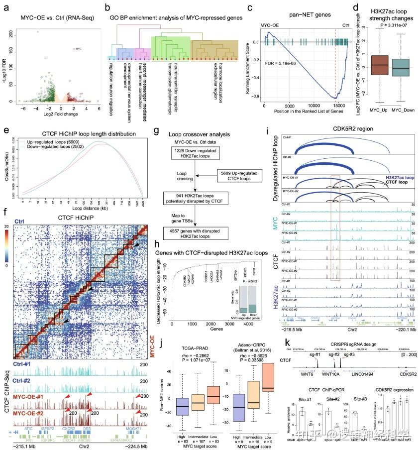 Nat Commun︱东大学第二医院郭海洋/多伦多大学何厚胜等利用HiChIP技术揭示MYC对前列腺癌染色质三维互作的调控机制 - 知乎