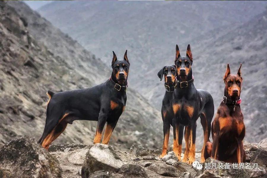 像恶魔犬一样战斗——Extrema Ratio Dobermann IV 极端武力杜宾犬战术生存多用途刀 - 知乎