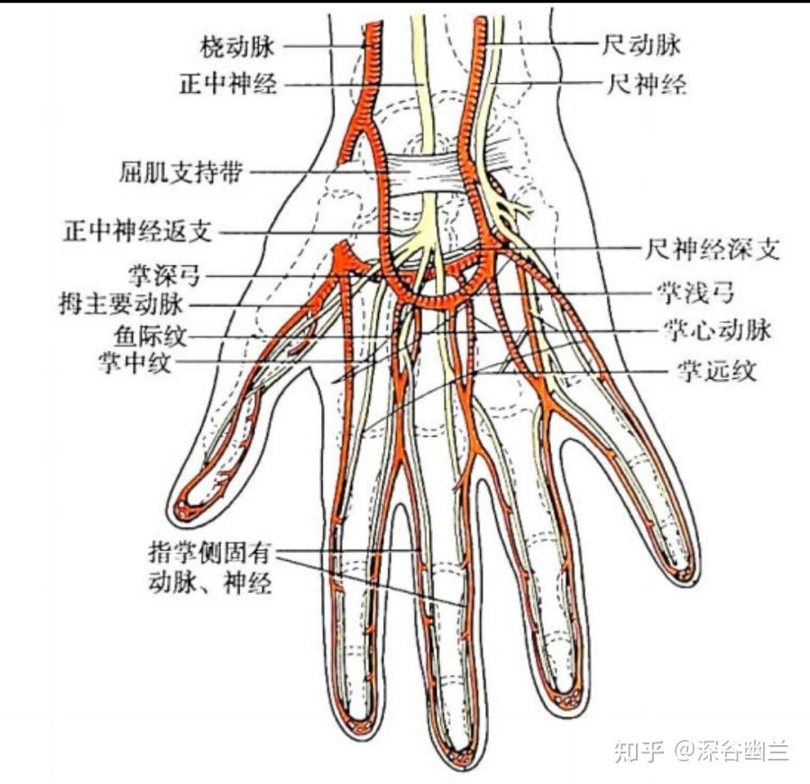 106,少冲(shang chong)穴在小指末节桡侧,距指甲角0.1寸.