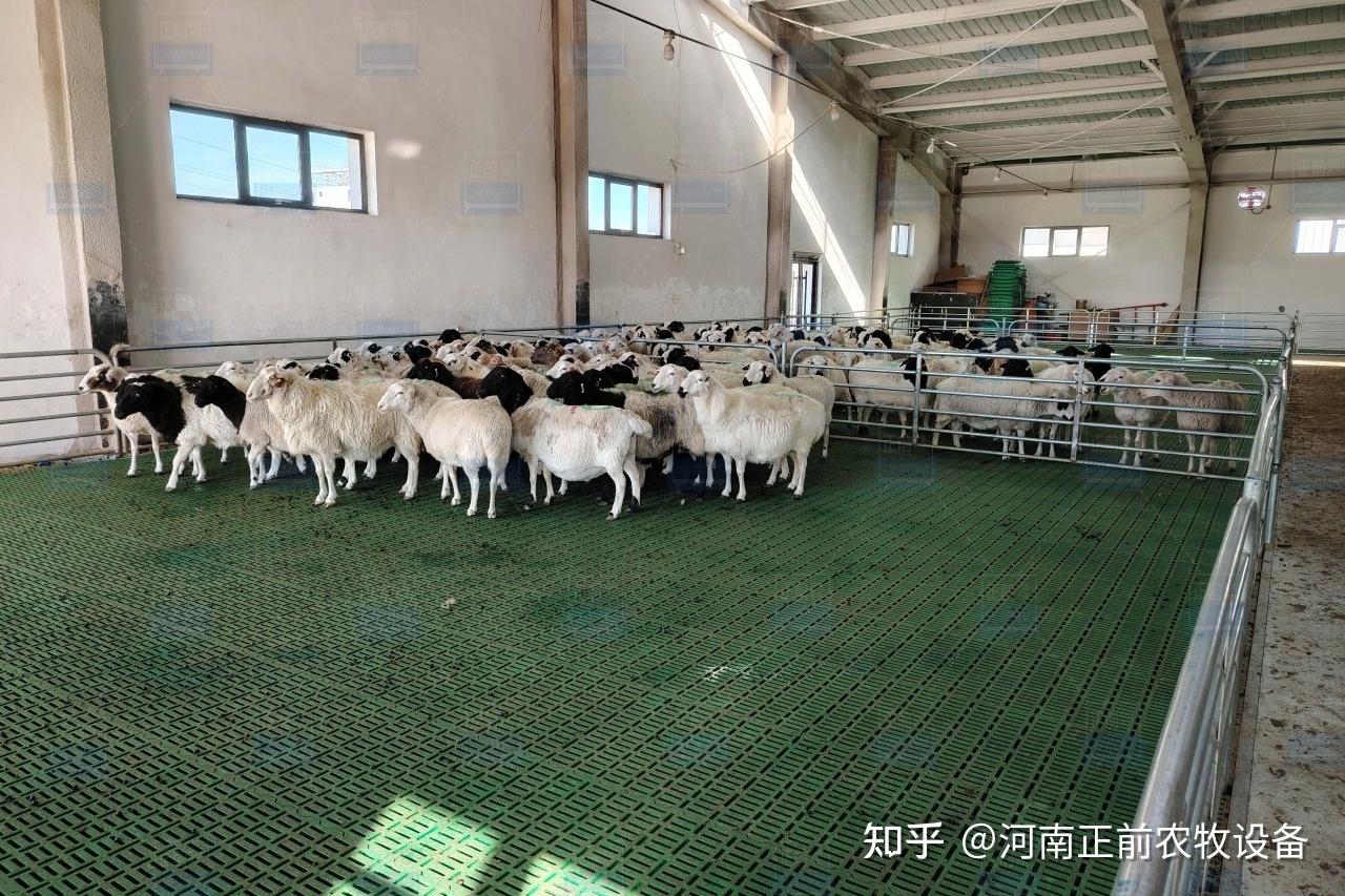 冬季养羊效益不好?是你没用对方法罢了 - 知乎