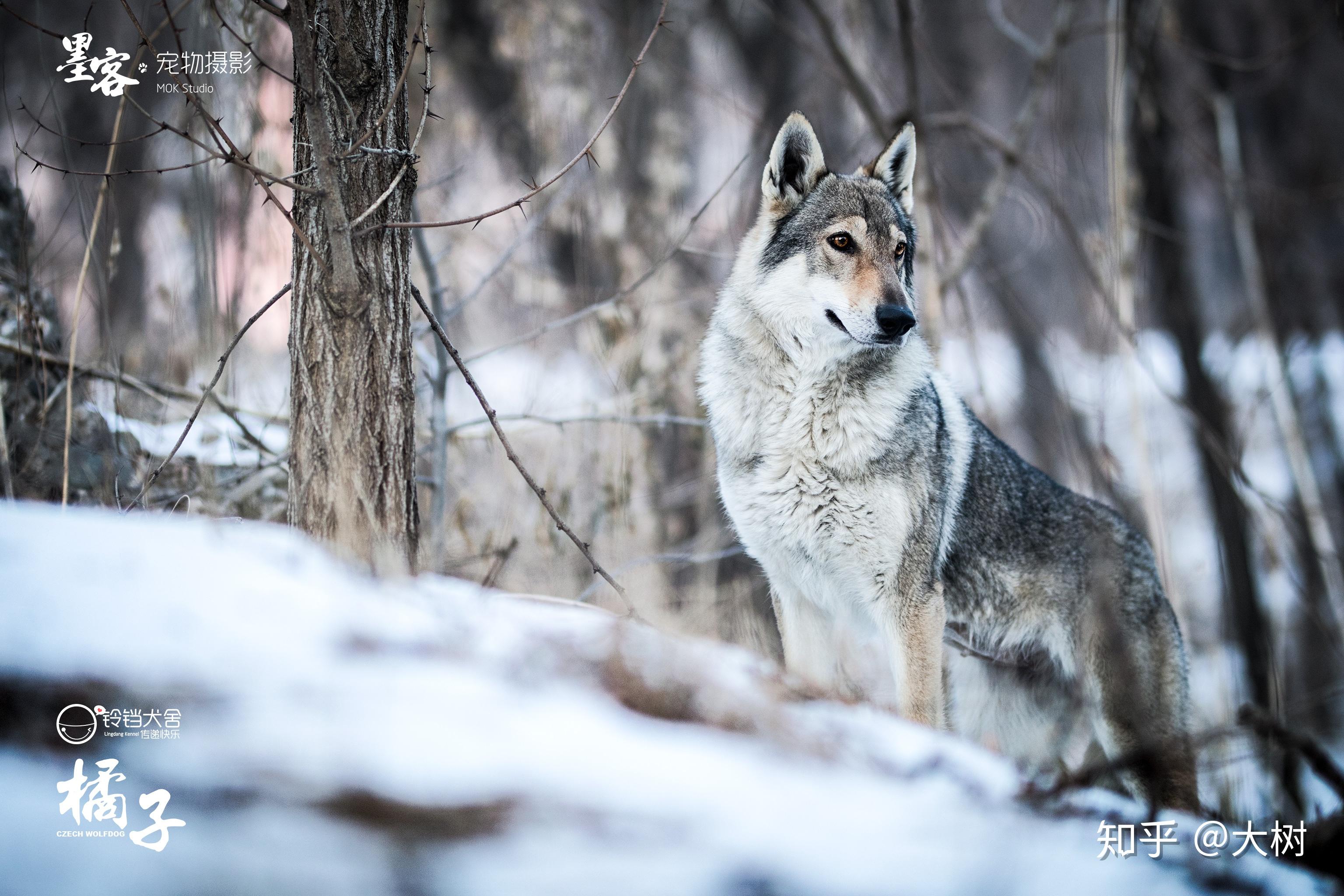 捷克狼犬的价格为什么那么贵? - 知乎