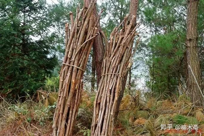 世纪掠影西山打柴